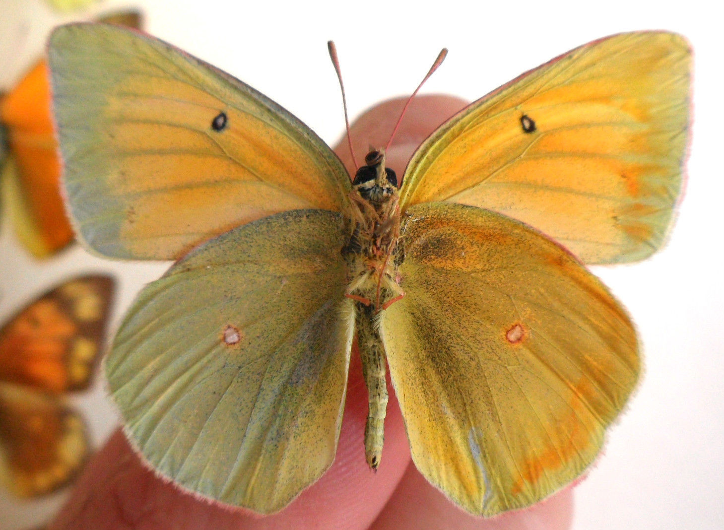Colias Collection (russia)C (Gynandromorph) (Internet Image property of respective owner, non-commercial use only)